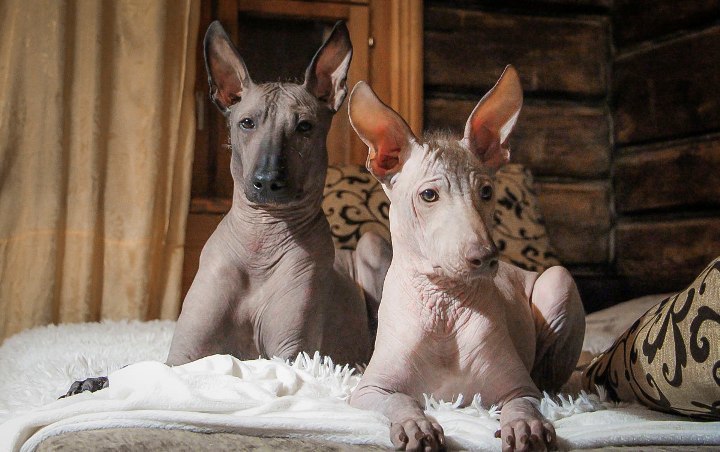 Ксолоитцкуинтли