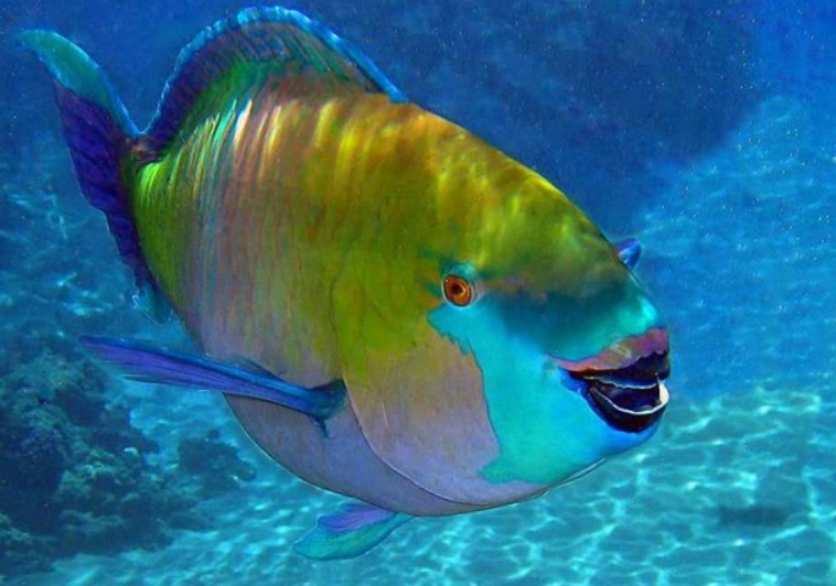 Яркая рыбка