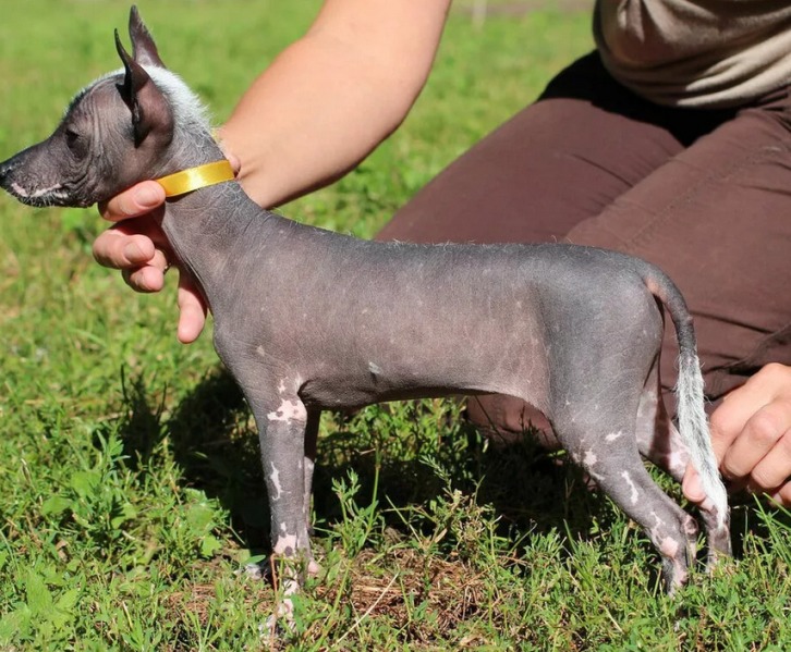 Ксолоитцкуинтли