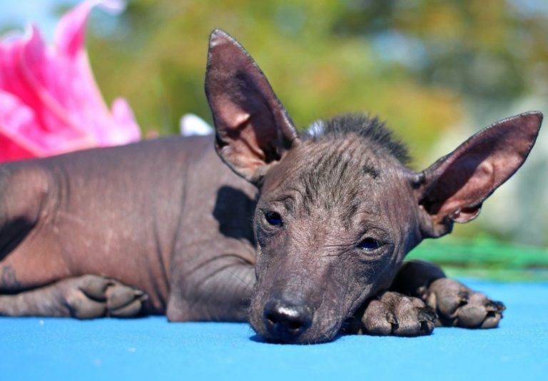 Ксолоитцкуинтли