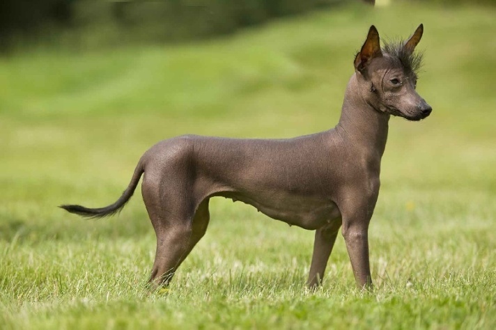 Ксолоитцкуинтли