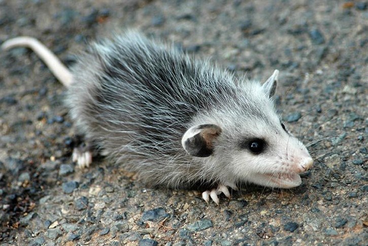 Можно содержать дома