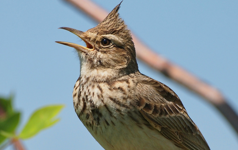 Жаворонок весной