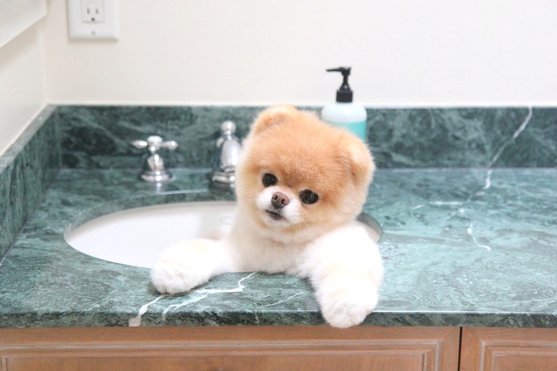 Медвежонок Тедди в ракушке