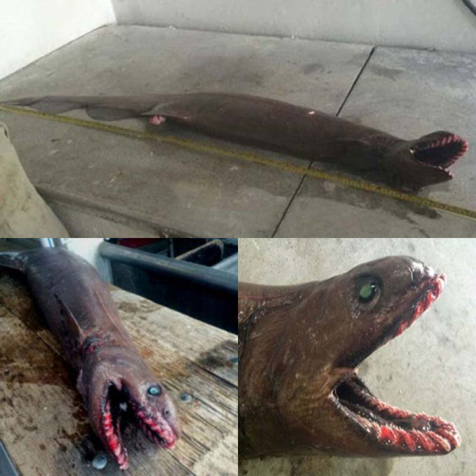 Плащеносная акула, выловленная в Австралии в 2015 году Австралийская плащеносная акула