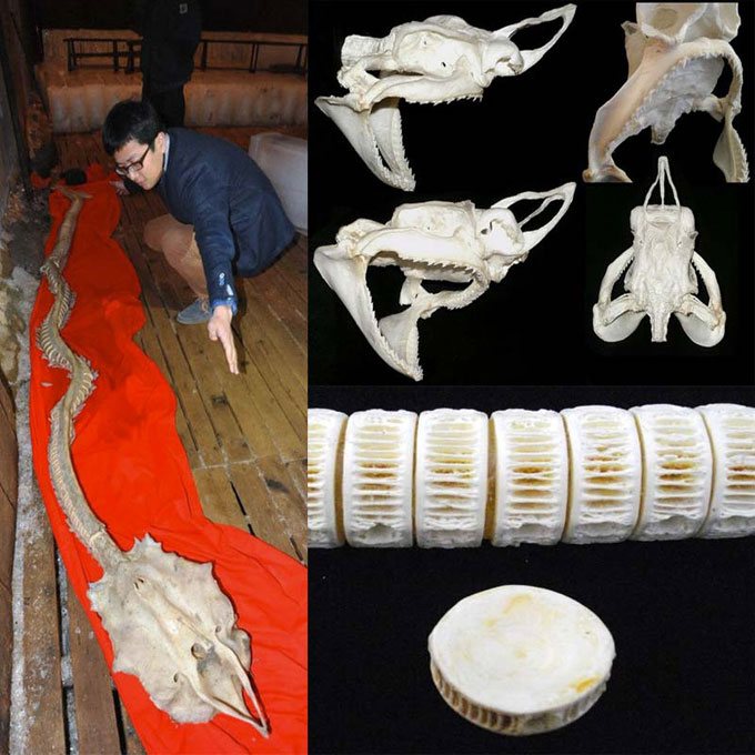 Скелет реликтовой плащеносной акулы Скелет древней плащеносной акулы