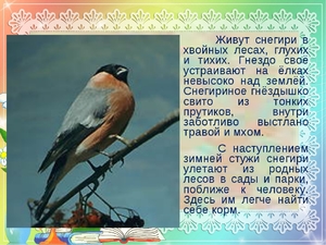 Сколько лет живут снегири Жилые помещения для снегирей летом