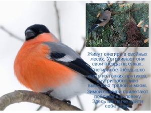 Образ жизни снегиря Как быки проводят лето