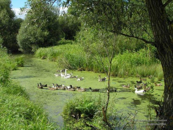 Весенняя охота с подсадной уткой на селезня
