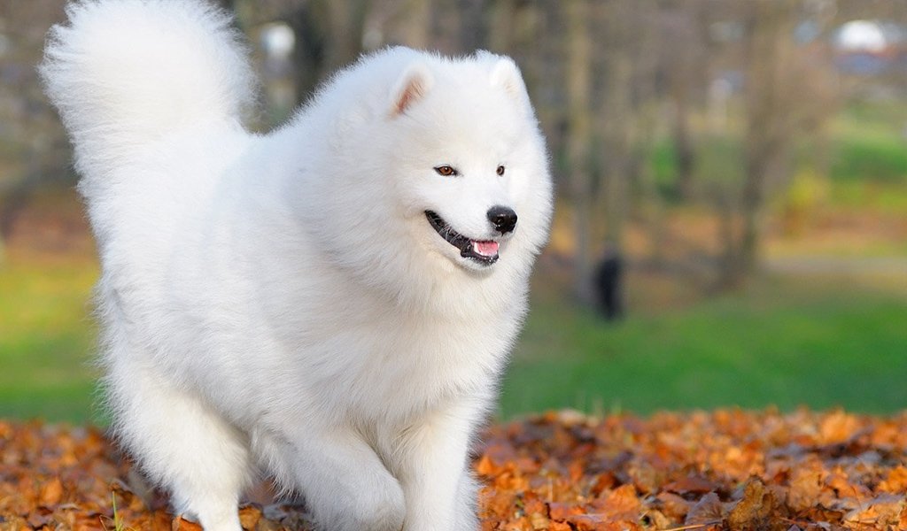 Samojed hund