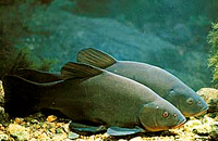 подводная охота на линя