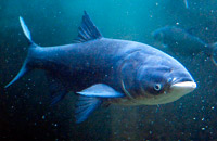 подводная охота на толстолобика