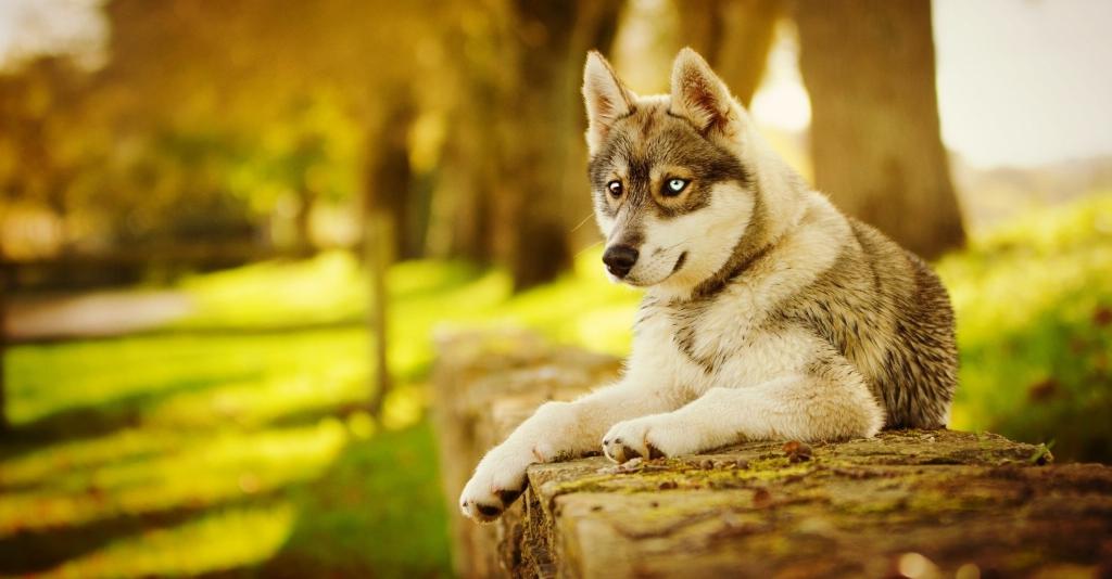 Хаски любит сосиски