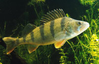 подводная охота на окуня