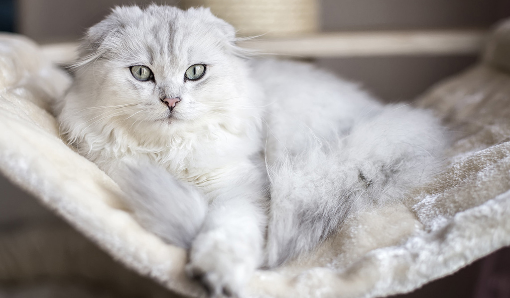 Хайленд-фолд