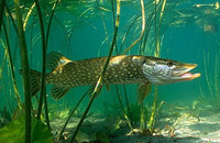 подводная охота на щуку