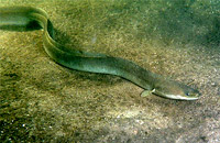 подводная охота на угря