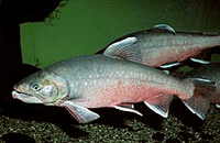 подводная охота на гольца