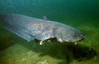 подводная охота на сома