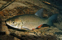 подводная охота на голавля