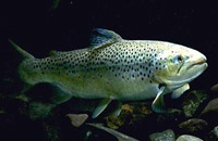 подводная охота на кумжу