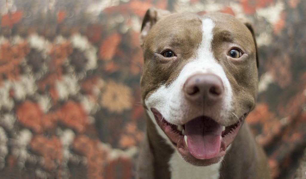 Морда питбуля