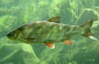 подводная охота на язя