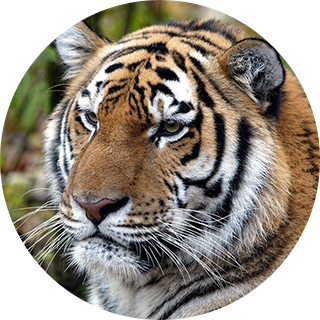 Уссурийский заповедник - описание и интересные факты