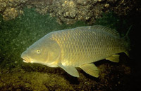 подводная охота на сазана