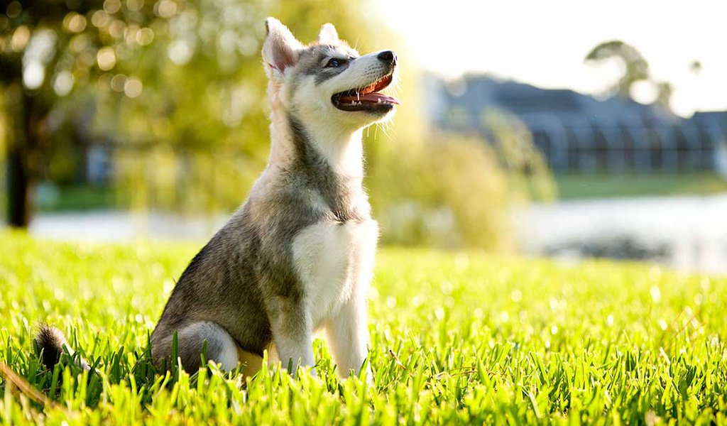 Аляскинский кли-кай