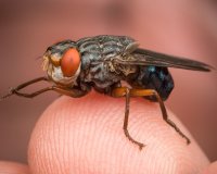 Дерматобиоз Дерматобиоз