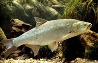 подводная охота на жереха