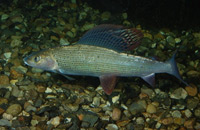 подводная охота на хариуса