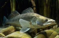 подводная охота на судака