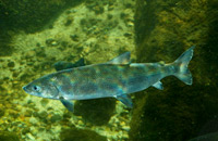 подводная охота на сига