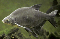 подводная охота на леща