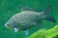 подводная охота на карася