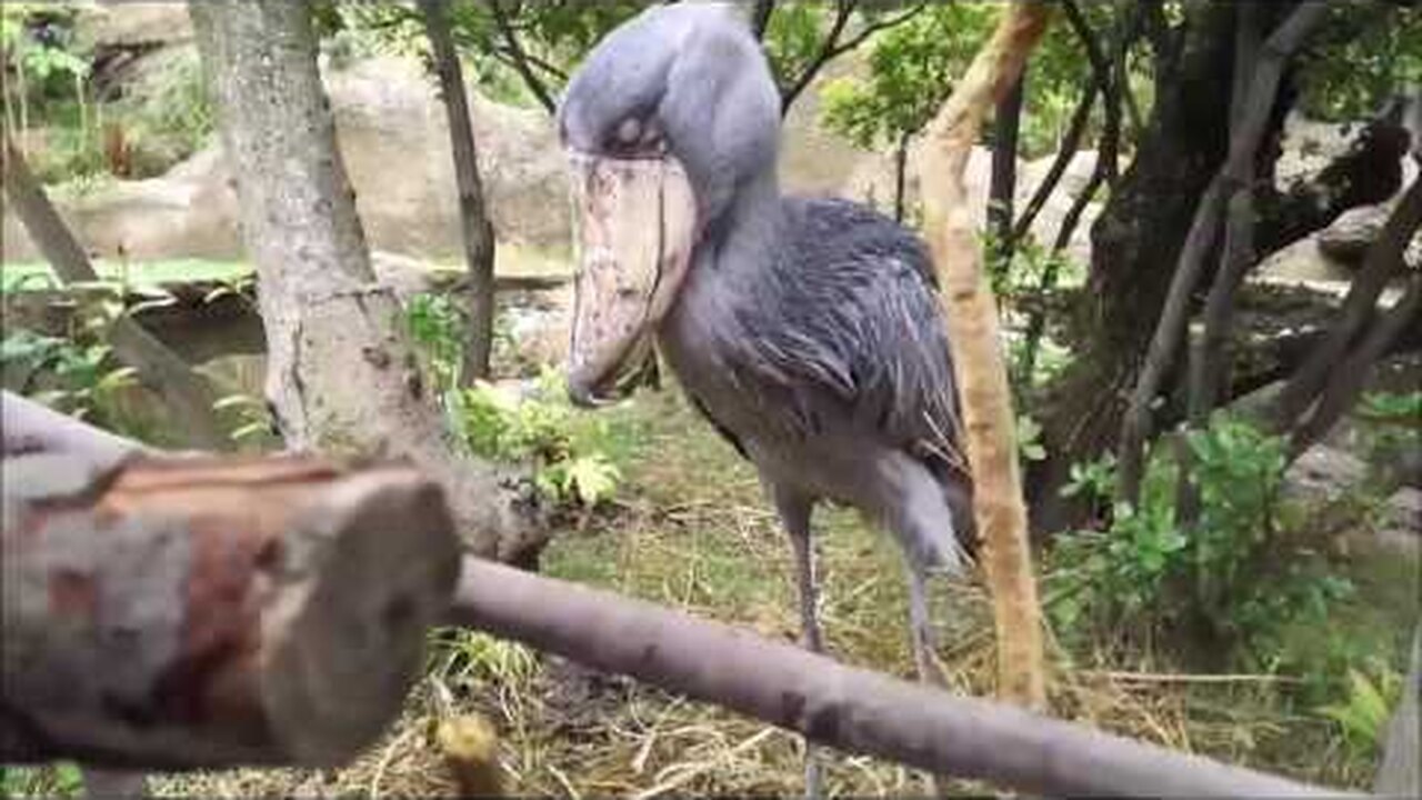 Нажми и смотри