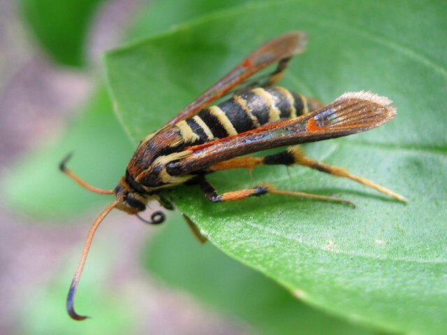 Бабочки-стеклянницы выдают себя за огромных и опасных пчел. Стройность вкупе с желто-черным окрасом и прозрачными крыльями вводят в заблуждение даже людей.