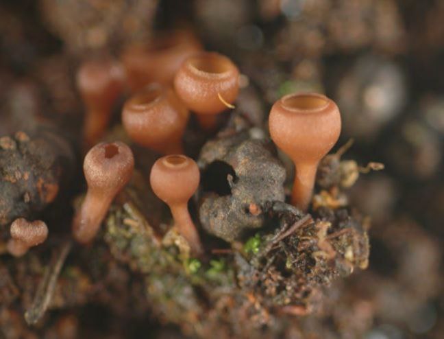 Не только представители царств растений и животных бывают с мимикрией: ярким примером является сумчатый гриб Monilinia vaccinii-corymbosi, и хитёр он необыкновенно. Размножается он, как и все грибы, спорами. Когда весной спора попадает на почку, она тут же прорастает и «обволакивает» будущий лист. Точнее, листа уже не получится. Ведь он будет вынужден принять форму цветка! Но этим сумчатый гриб не ограничивается: он пускает в ход сладкий одурманивающий пчёл запах: чем не мимикрия запаха? Насекомые прилетают к «псевдоцветам» и вместо пыльцы переносят споры этих грибов на другие кусты черники. И такое бывает!