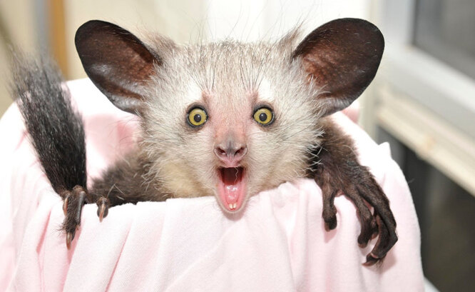 Руконожка ай-ай: описание животного, особенности, виды, среда обитания