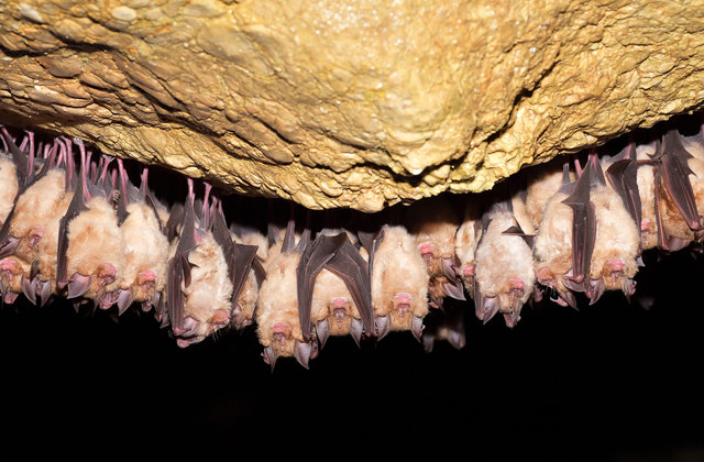 Это исчезающее животное «говорит» не ртом, а с помощью кожистых выростов Это исчезающее животное «говорит» не ртом, а с помощью кожистых выростов