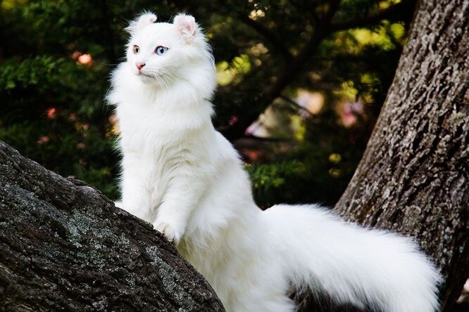 американский керл