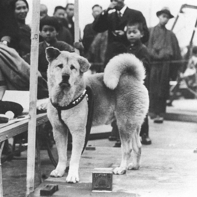 Тот самый Акита-ину Хатико – прототип героя фильма Тот самый Акита-ину Хатико – прототип героя фильма