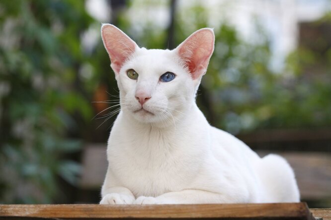 иностранный белый