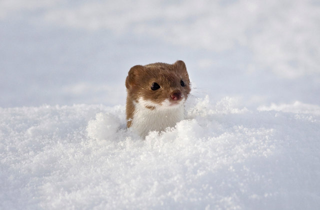Краснокнижная ласка – самый маленький представитель хищников на Земле Краснокнижная ласка – самый маленький представитель хищников на Земле