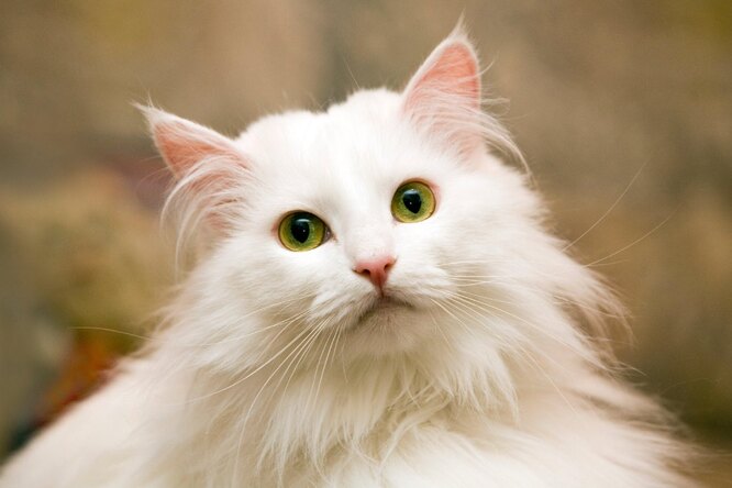 норвежский лесной кот