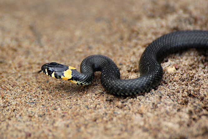 Как отличить гадюку от ужа