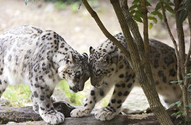 Котята этих редких животных любят зимние развлечения, например, кататься по снегу или кататься на санках на спине Котята этих редких животных любят зимние развлечения, например, кататься по снегу или кататься на санках на спине