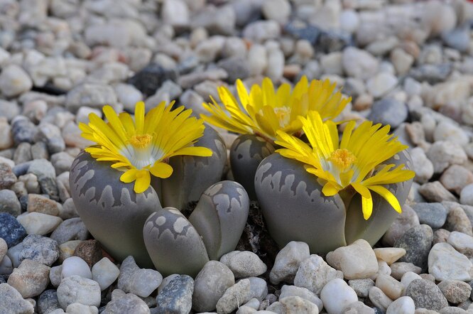 Порой цветовая адаптация к среде у животных и растений совмещается с мимикрией формы. Например, литопсы, которые называют «живыми камнями», притворяются камнями, как ни странно! Эти причудливые растения родом из Намибии, Южной Африки и Ботсваны. До периода цветения очень трудно не принять их за объект неживой природы: ведь растут они как раз среди камней. Однако потом можно увидеть удивительно контрастное зрелище: как среди безжизненной серой пустыни появляются прекрасные цветы.